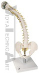 Flexible Spine with Soft Intervertebral Discs